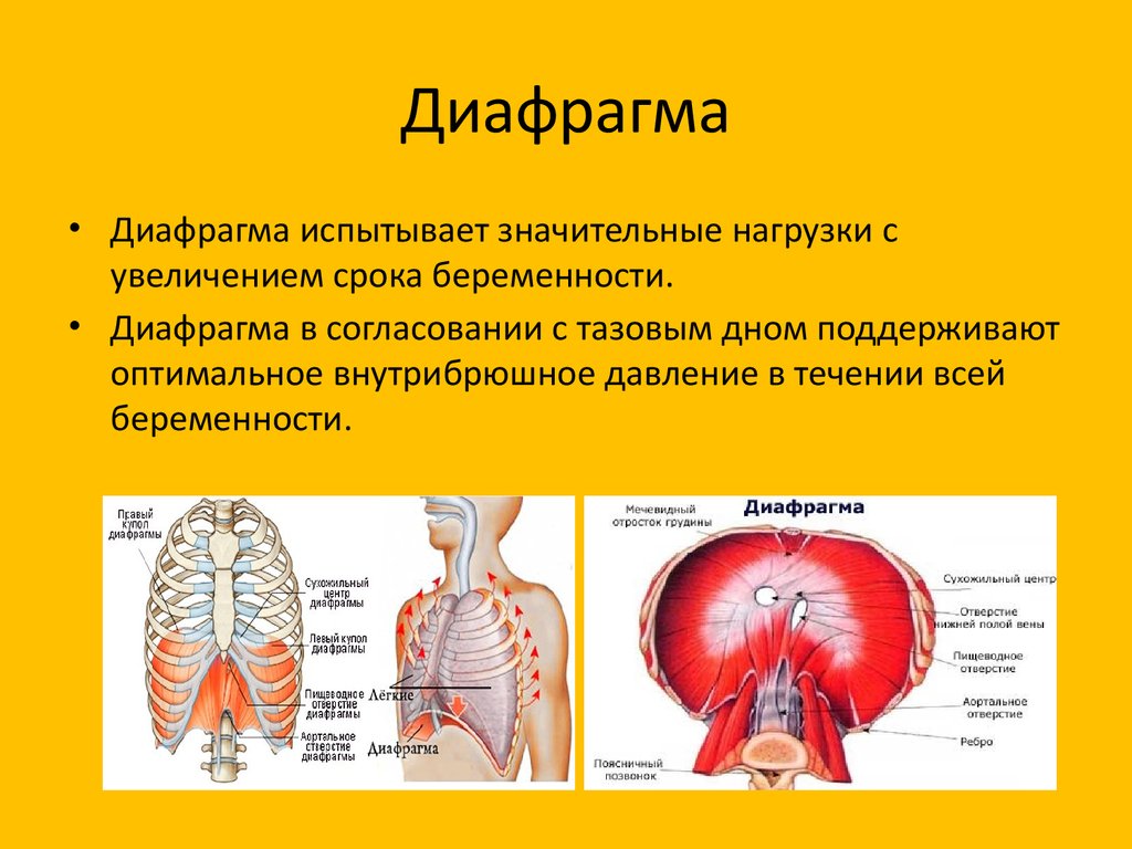 Диафрагма человека рисунок