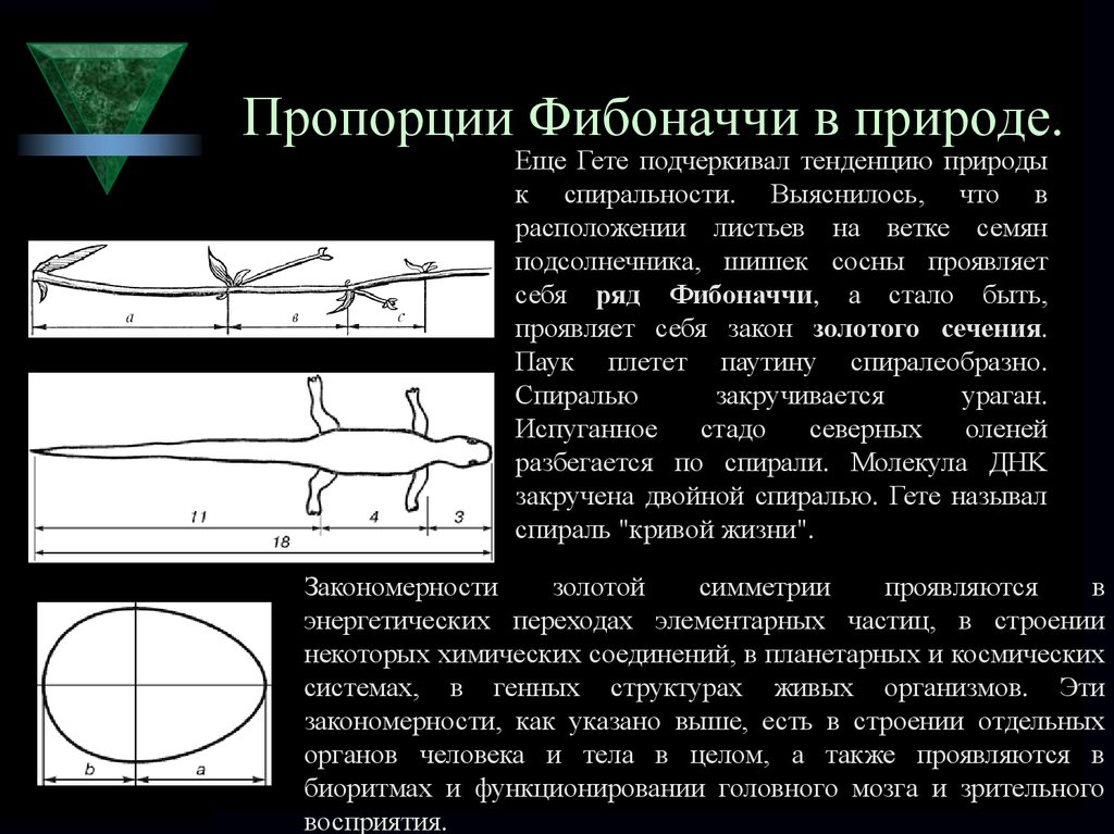 Геометрическое изображение золотой пропорции