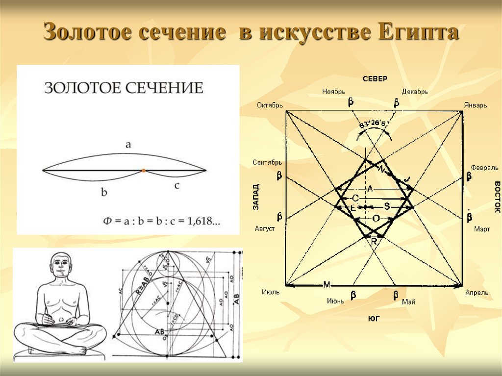 Золотое сечение человека фото