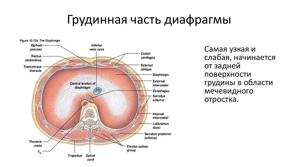 Где находится диафрагма у человека фото симптомы и лечение