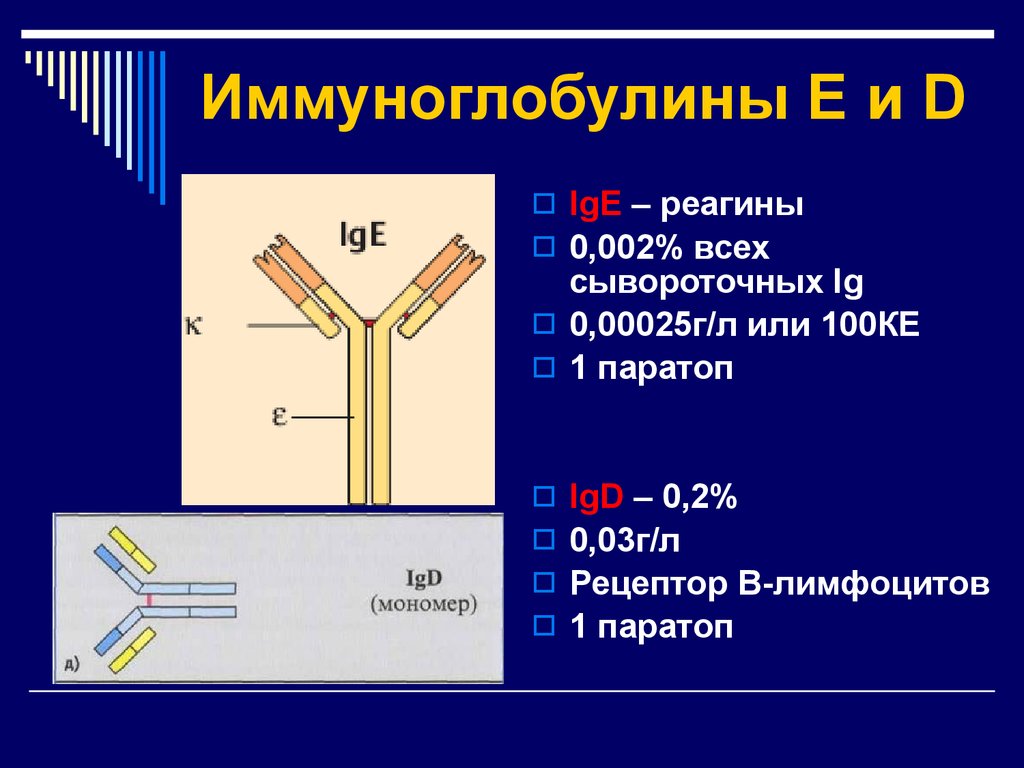 Иммуноглобулин е 1. Иммуноглобулин e строение. Иммуноглобулины класса IGE. IGE иммуноглобулин строение. Паратоп иммуноглобулина.