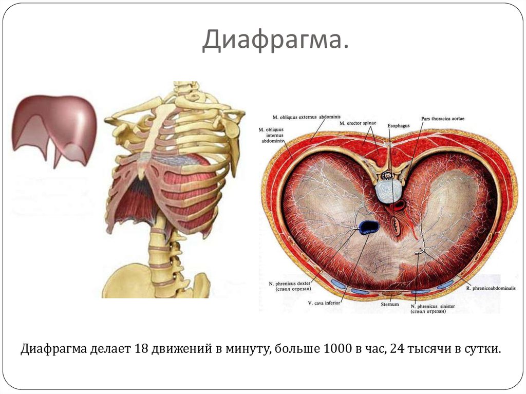 Где находится диафрагма у человека фото симптомы и лечение