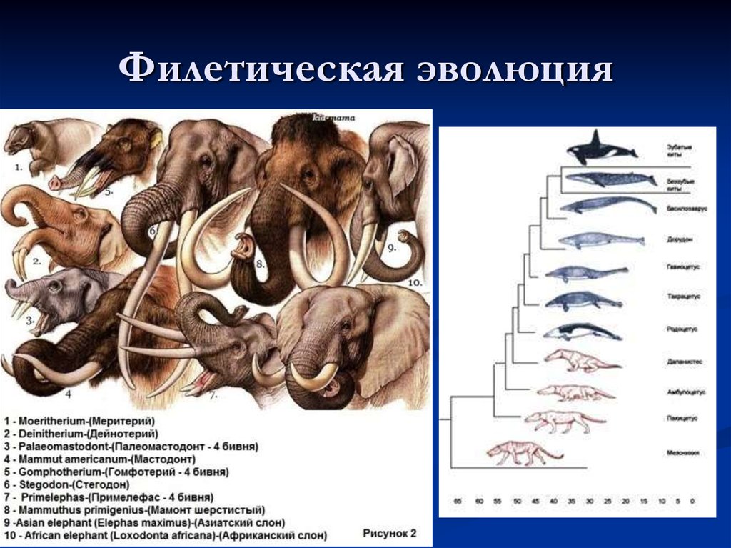 Соотнесите картинки и тип эволюционных изменений