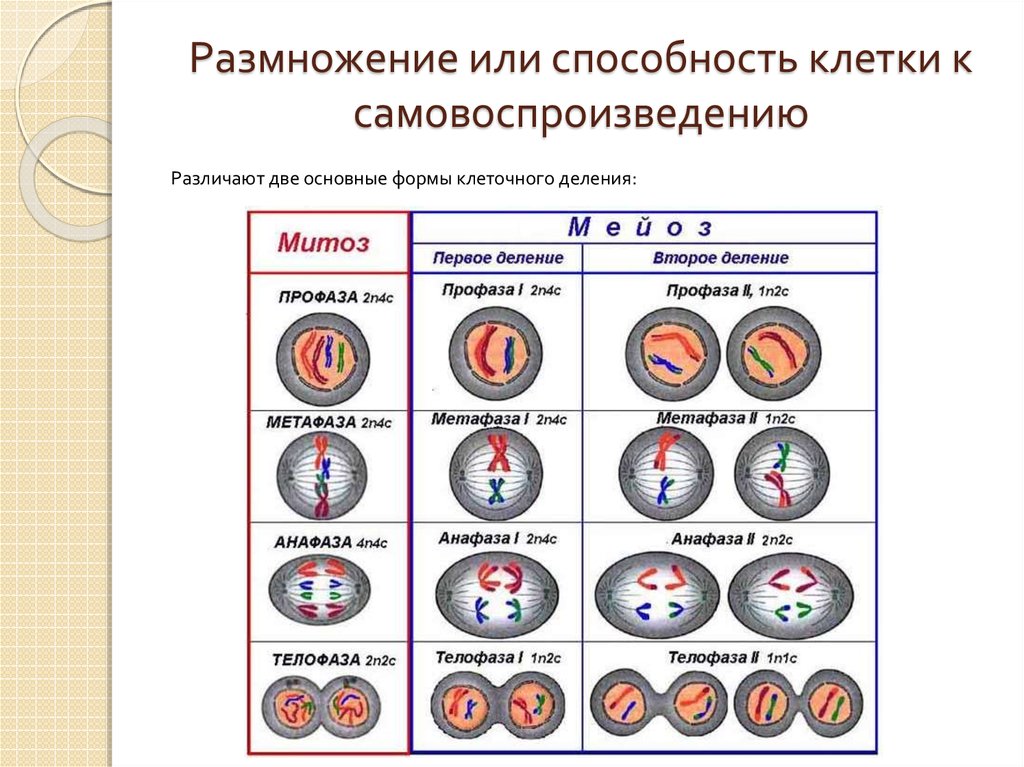 Для каких клеток свойственен митоз. Фазы митоза и мейоза таблица 2n2c. Схема митоза и мейоза 2n2c. Таблица размножения мейоз. Митоз мейоз ЕГЭ биология.