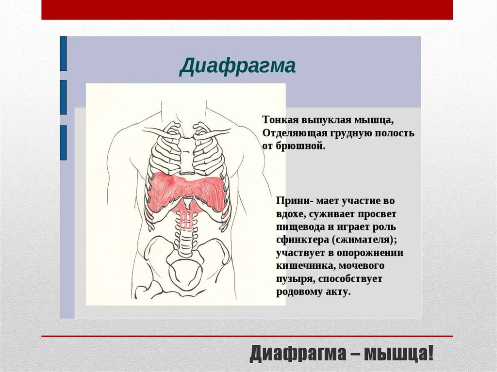 Определите какой буквой на рисунке обозначен орган отделяющий грудную полость от брюшной полости