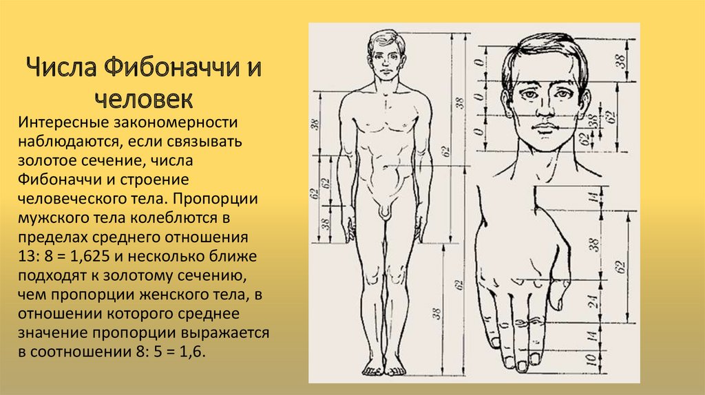 Пропорция в рисунке это