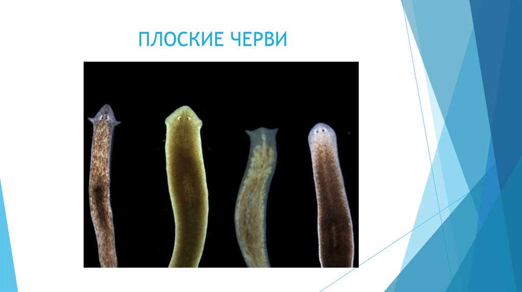 Плоские черви наличие полости. Тип плоские черви 7 класс. Биология 5 класс плоские черви. Плоские черви 7 класс биология. Представители плоских червей.