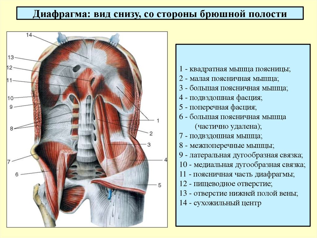 Анатомия и физиология диафрагмы презентация