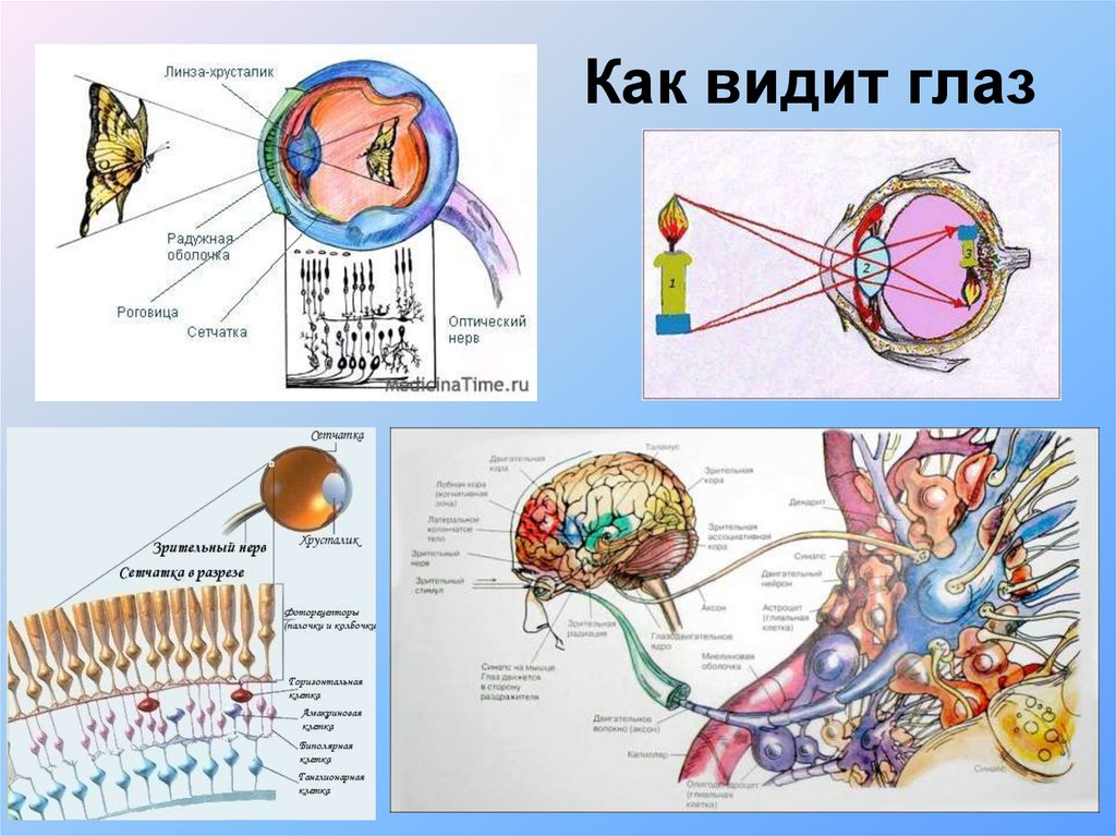 Как видит глаз схема