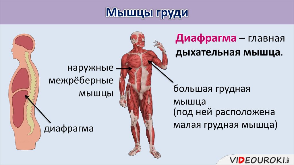 Мышцы диафрагмы