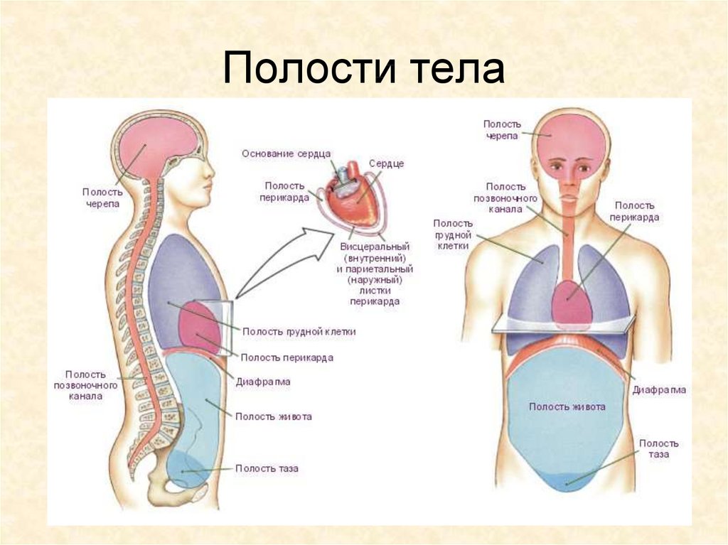 Где находится диафрагма у человека картинки