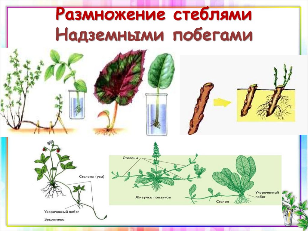 Способ растений