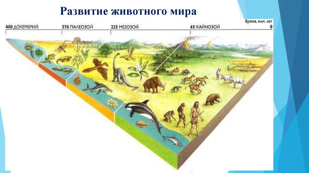 Земной период. Эволюция земли. Эволюция и развитие жизни на земле. Геологическая Эволюция. Эволюция жизни на земле для детей.