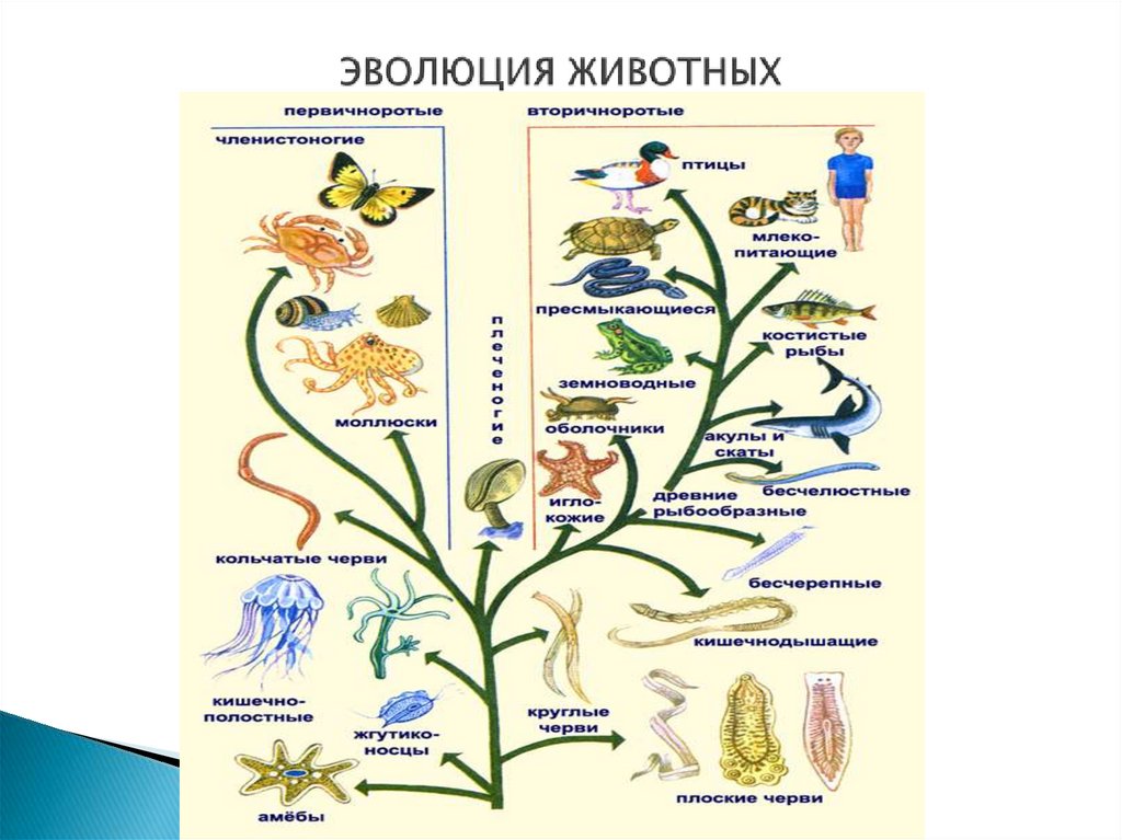 Происхождение животных схема - 83 фото