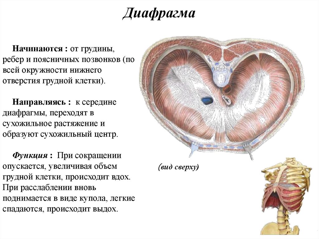 Где находится диафрагма у человека картинки