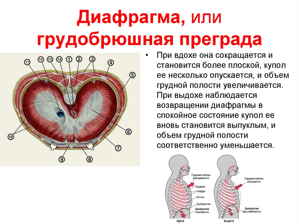 Дыхательная мышца диафрагма на рисунке