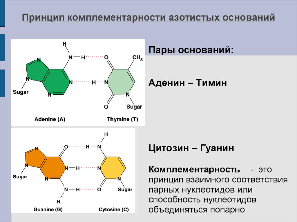 Комплементарность аминокислот днк