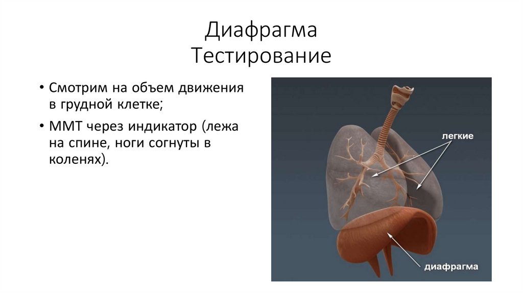 При сокращении диафрагмы происходят. Легкие и диафрагма. Легочная диафрагма. Диафрагма легких. Диафрагма и легкое.