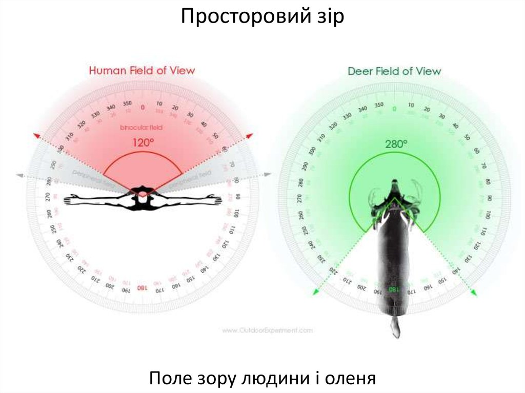 Human field. Поле зрения (FOV). Угол обзора человеческого глаза. Поле зрения животных. Бинокулярное зрение у животных.