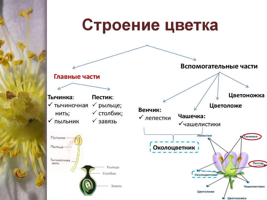 Картинка основные части цветка