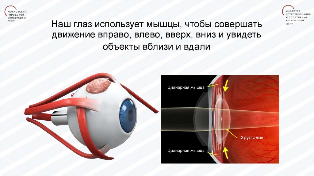 Главное в зрение. Зрение вблизи и вдали. Хоусталик в близм и в дали. Гимнастика для цилиарной мышцы глаза. Движение глаз влево вверх.