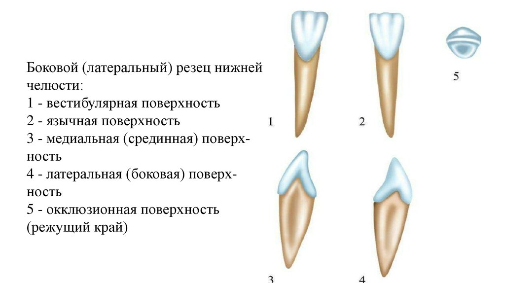 Высота нижних резцов