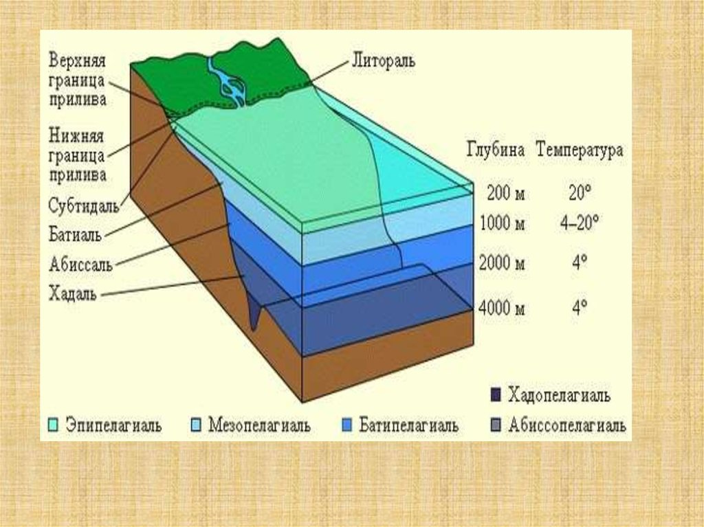 Распределение слоев. Литораль Батиаль. Батиаль абиссаль. Экологические зоны мирового океана схема. Экологические зоны бентали и пелагиали мирового океана.