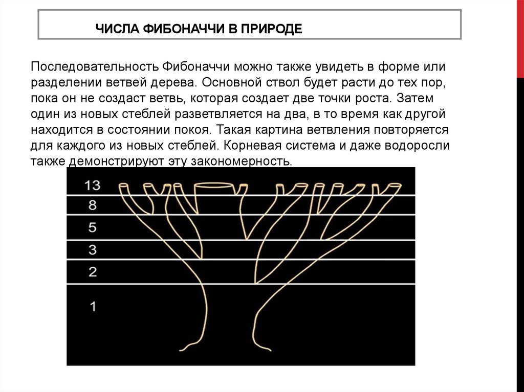 Последовательность в природе. Числа Фибоначчи. Фибоначчи последовательность чисел. Проявление чисел Фибоначчи в природе. Дерево ряд Фибоначчи.