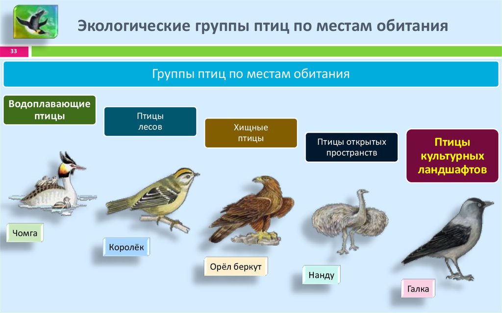 Класс птицы образ жизни. Среда обитания птиц. Экологическая группа водоплавающие птицы. Представители экологических групп птиц. Классификация птиц таблица.