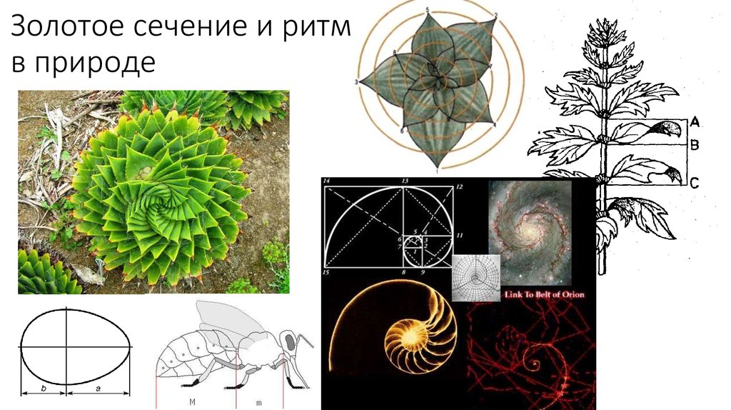 Золотое сечение в природе и искусстве презентация