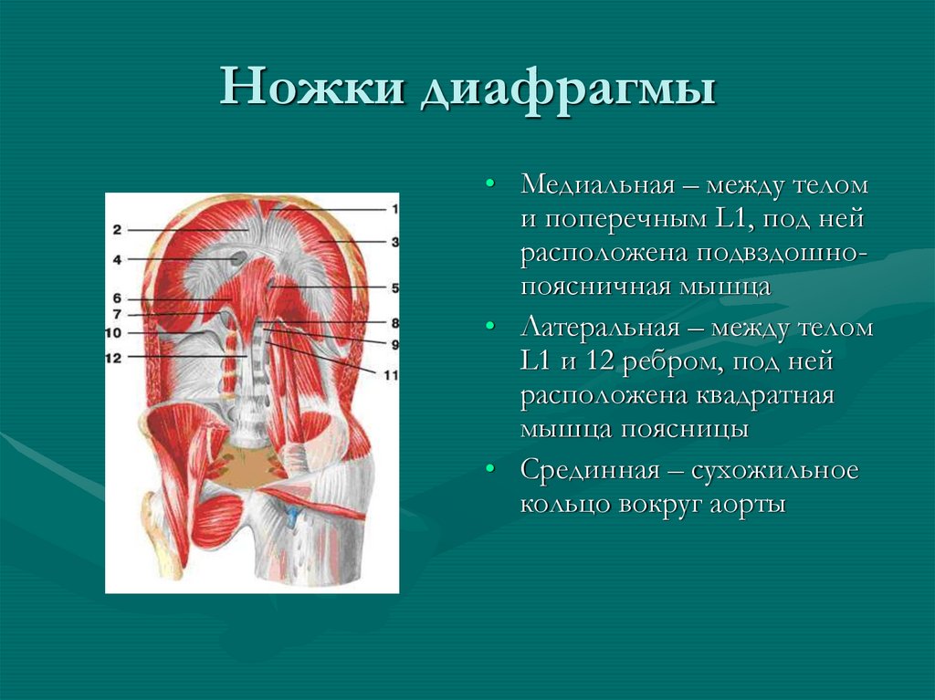 Расположение диафрагмы у человека фото