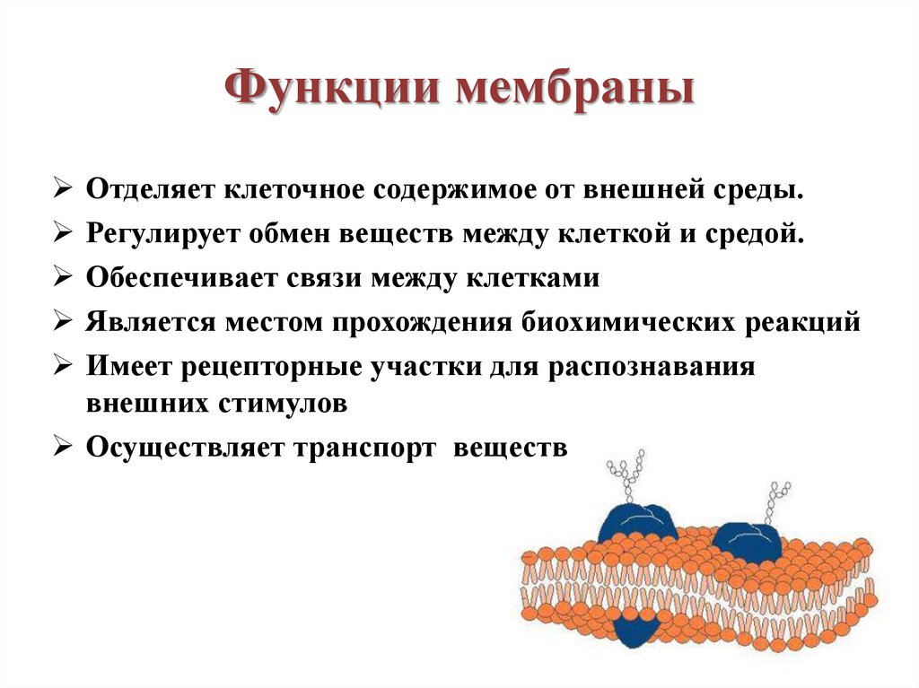 Укажите функции клеточной мембраны. Функции внешней мембраны клетки. Клеточная мембрана строение и функции 10 класс. Функции наружной клеточной мембраны. Клеточная мембрана с оболочкой функции.