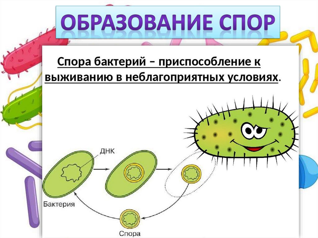 Вегетативные бактерии