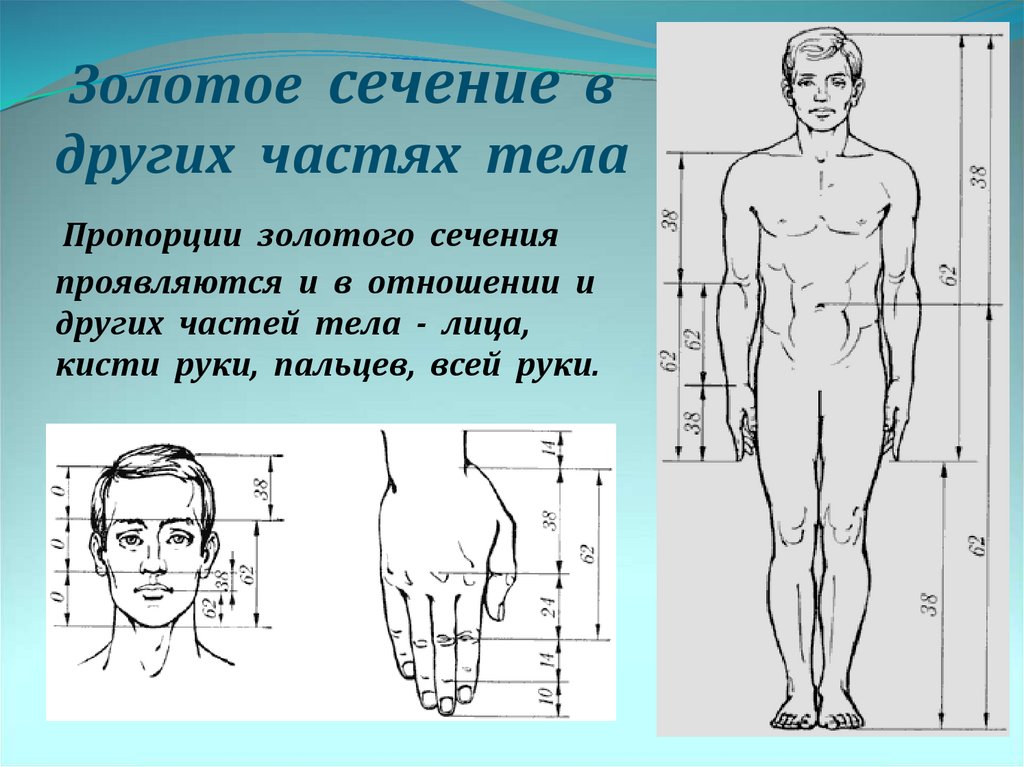 Найти длину человека. Пропорции золотого сечения в теле. Соотношение частей тела человека. Золотое сечение рука человека. Соотношение частей тела к росту.