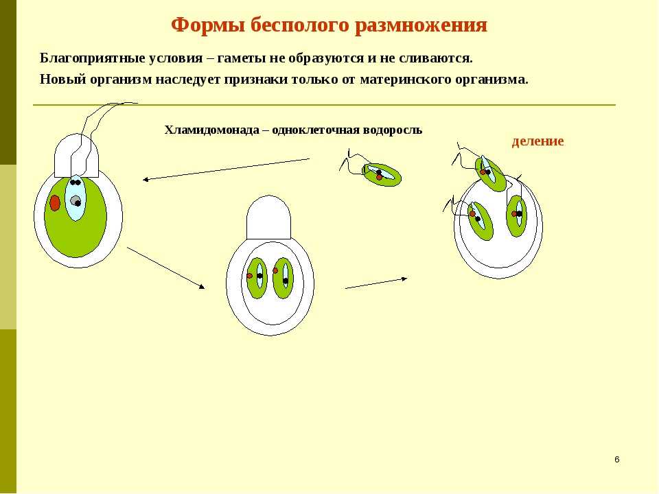 Хламидомонада гаметы. Бесполое размножение хламидомонады схема с подписями. Размножение хламидомонады схема. Размножение хламидомонады схема 6 класс. Бесполое размножение хламидомонады.