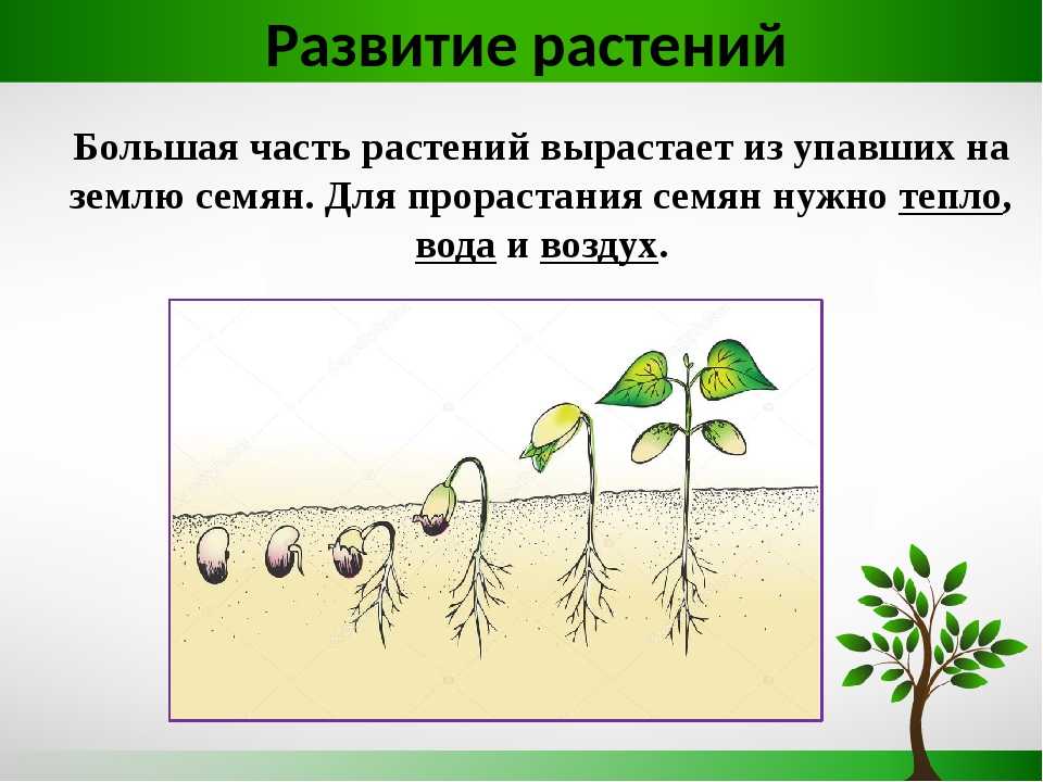 В чем заключается процесс развития для растения. Развитие растения из семени. Стадии развития растений. Этапы индивидуального развития растений. Схема роста растения.