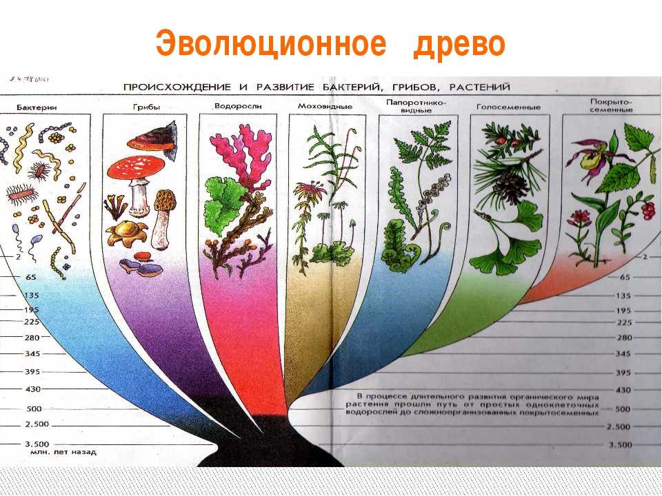 Царства в биологии 7 класс. Эволюционное Древо растений схема. Эволюционное Древо растений биология 7 класс.