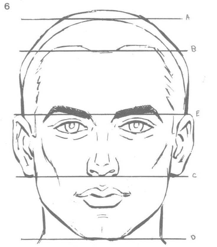 Пропорции лица человека для рисования схема