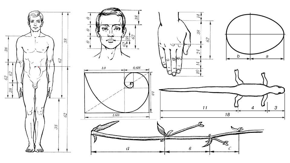 Циркуль фибоначчи чертеж и размеры