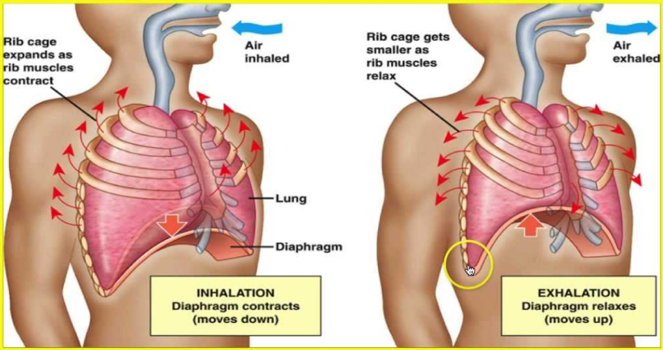 The benefit of Diaphragm breathing. Muscles of inhale.