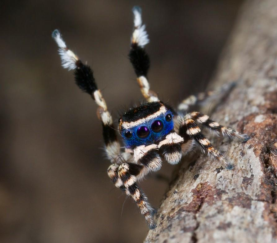 Милые картинки пауков. Maratus personatus. Maratus personatus паук. Паук скакун Павлин. Паук скакунчик Maratus.