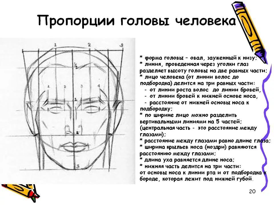 Поэтапно объяснение. Конструкция головы человека и ее пропорции. Пропорции лица. Пропорции головы человека рисунок. Пропорции лица человека для рисования.