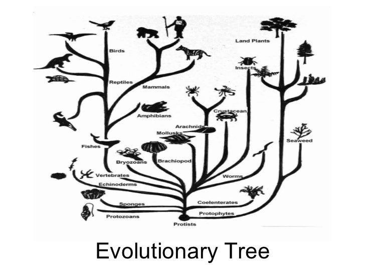 Картинка эволюция животных