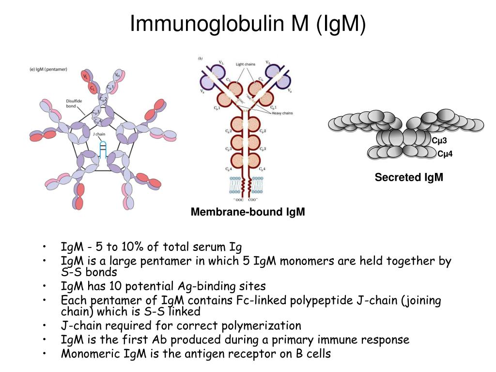 Острый иммуноглобулин. IGM строение иммуноглобулина. IGM антитела строение. Строение иммуноглобулина IGG. Иммуноглобулин m структура.