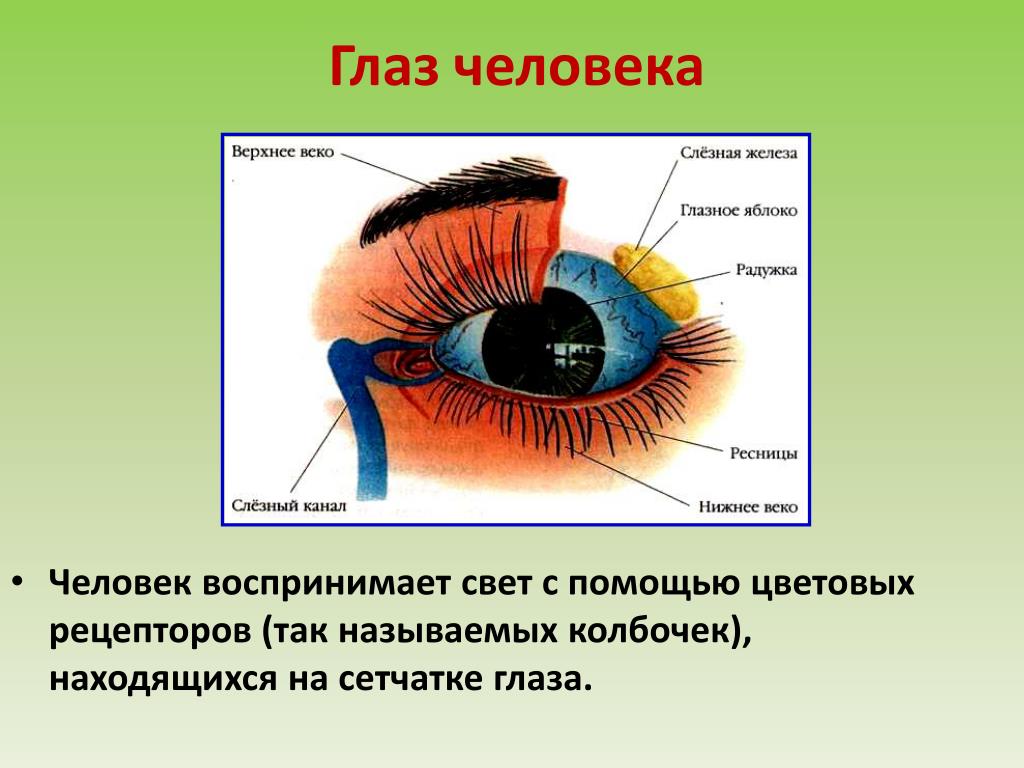 Как воспринимает изображение глаз человека