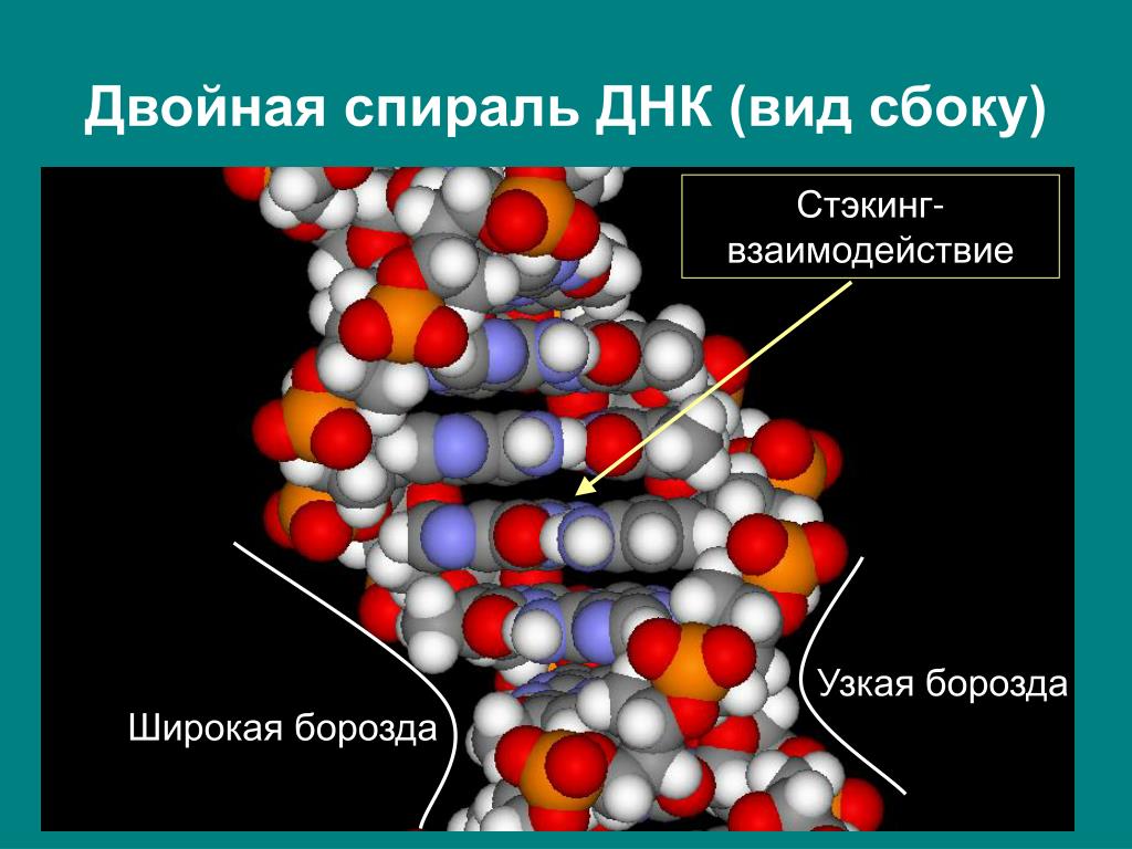 Двойная спираль. Стэкинг взаимодействия. Двойная спираль ДНК. Стекинг взаимодействия ДНК. Пи стекинг взаимодействия.