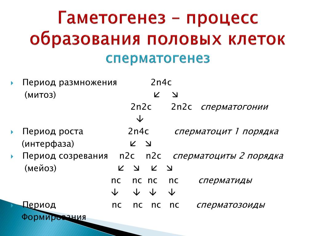 N 2 c. 2n4c 2) сперматоциты первого порядка. N2c гаметогенез. Сперматогенез n2c. Сперматогенез 2n4c.