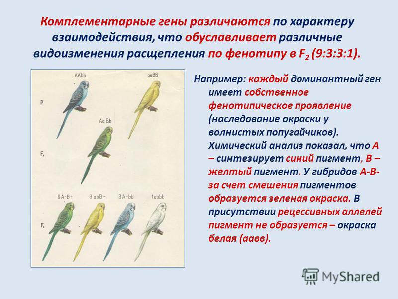 Комплементарное взаимодействие генов. Комплементарное действие генов примеры. Взаимодействие генов комплементарность. Комплементарное взаимодействие примеры.