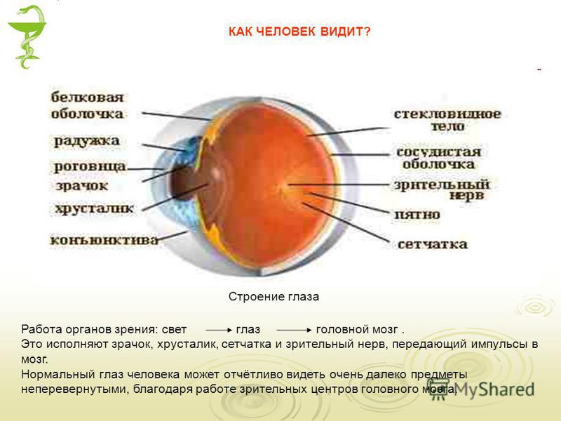 Нормальный глаз человека. Глаз строение как видит. На какое расстояние видит человеческий глаз.