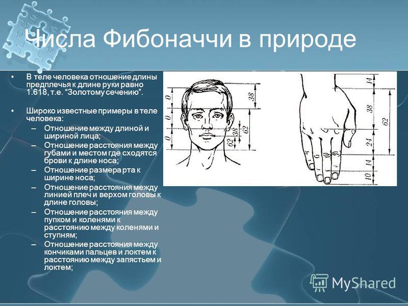 Золотое сечение в жизни человека проект